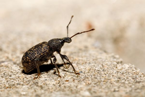 Beetle Pest Control