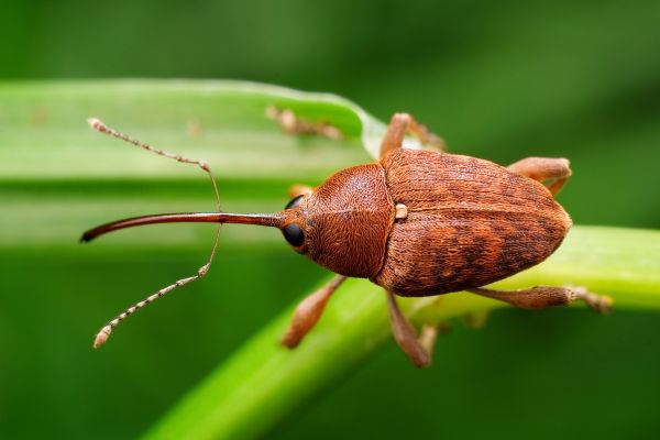 Ash Borers Pest Control