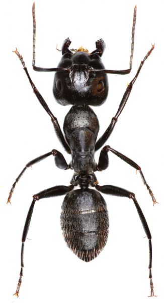 Ant Control Service