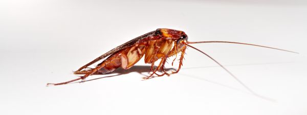 Cockroach Fumigation Service