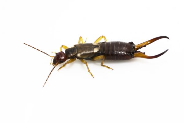 Bug Extermination Service