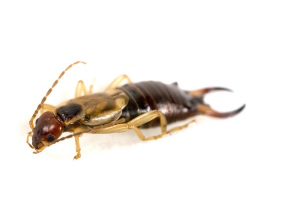 Earwig Elimination