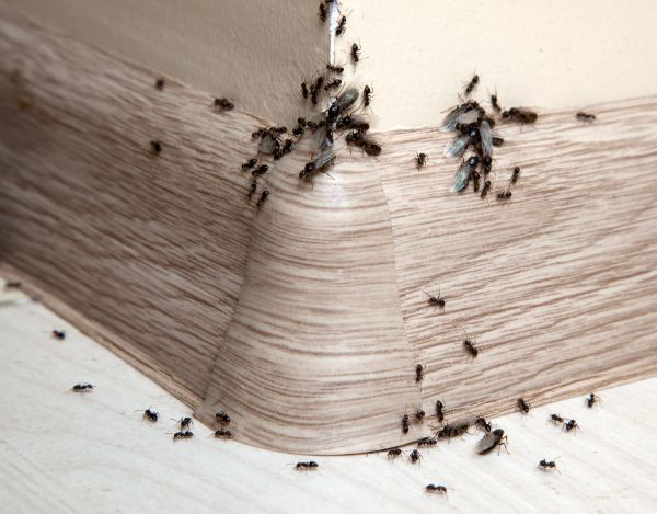 Ant Elimination