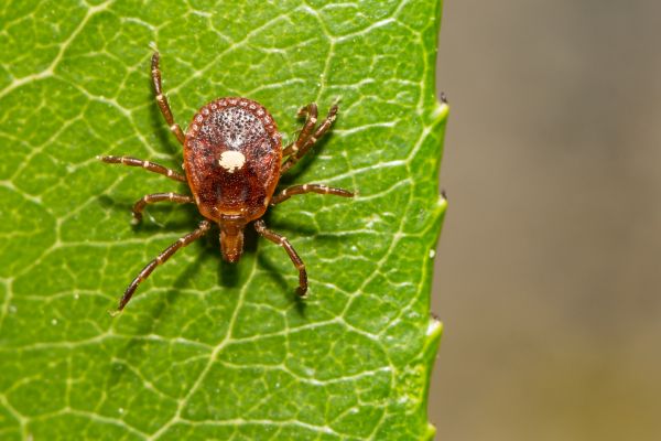 Tick Control Service