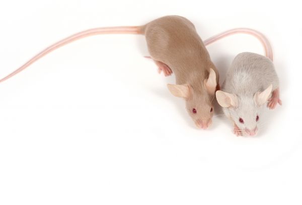 Mice Control Service