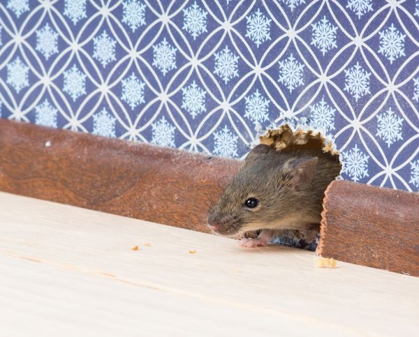 Mice Extermination Service