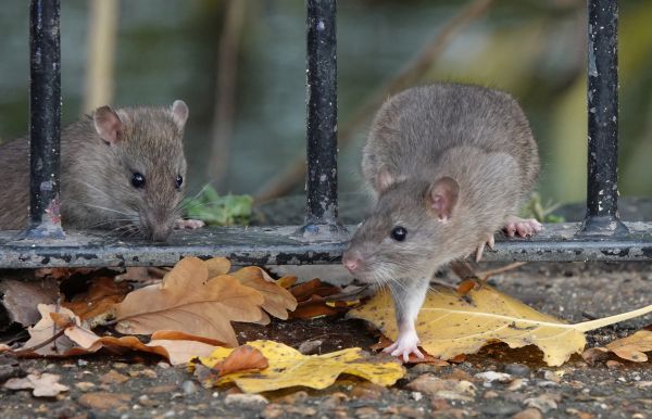 Mice Eradication
