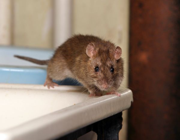 Exterminator Service