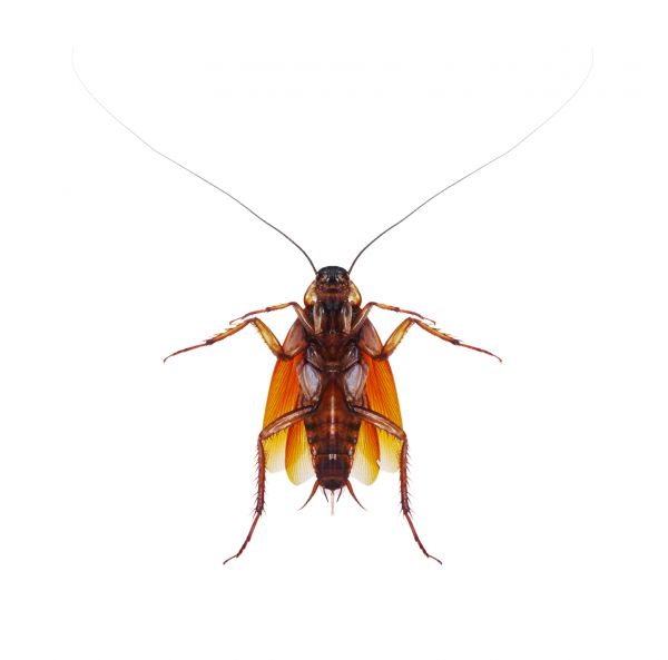 Cockroach Extermination