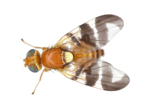 Fly Control Service