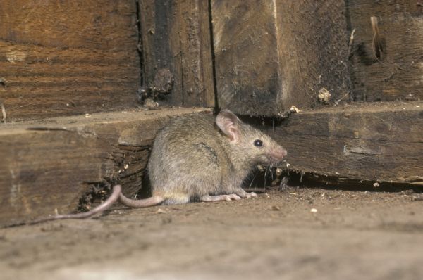 Mice Elimination