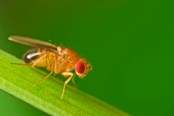 Fly Control Service