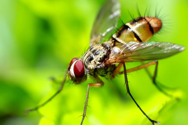 Fly Control Service
