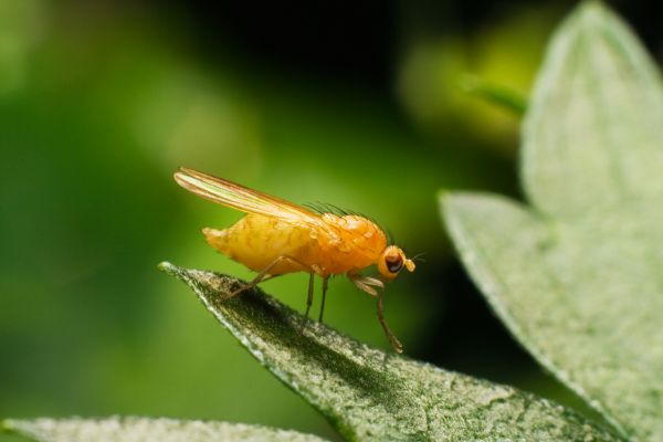 Commercial Fumigation