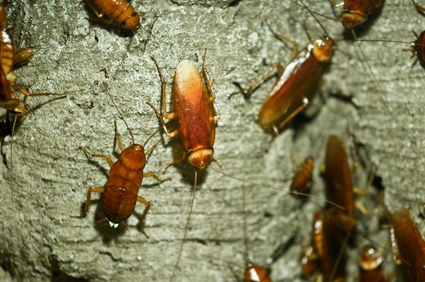 Cockroach Extermination