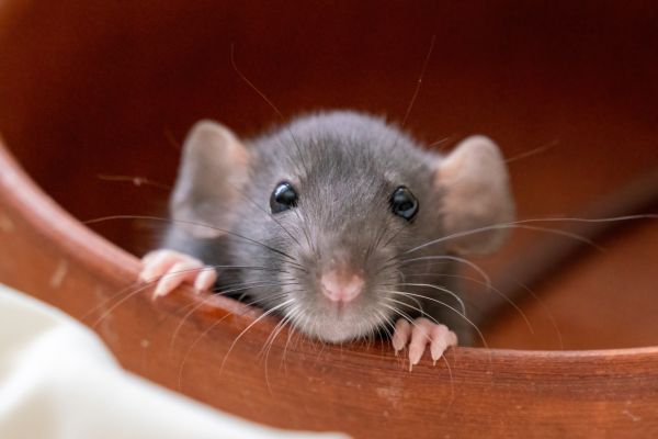 Mice Elimination