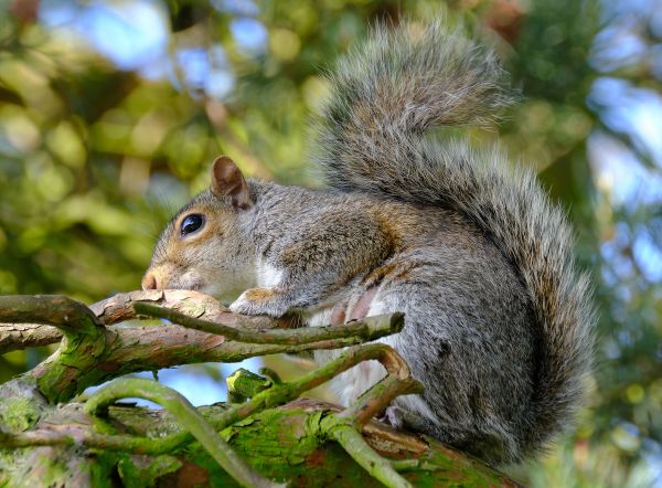 Squirrel Nest Control