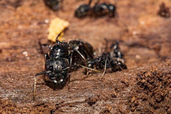 Black Ant Pest Control