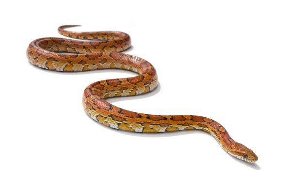 Snake Control