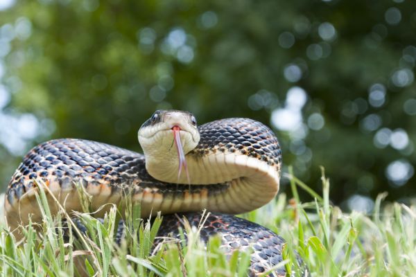 Copperhead Removal