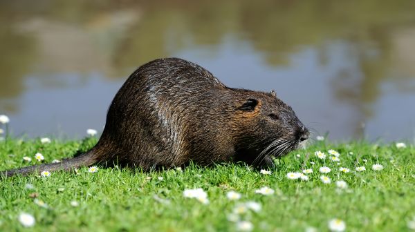 Chipmunk Pest Removal
