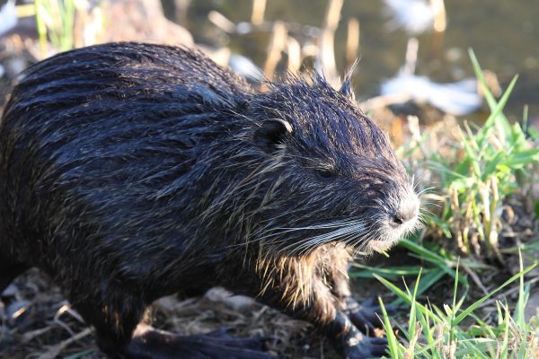 Muskrat Control