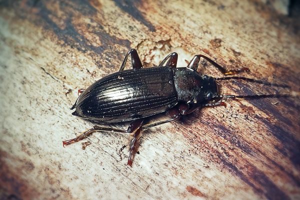 Beetle Extermination