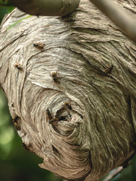 Bee And Wasp Removal
