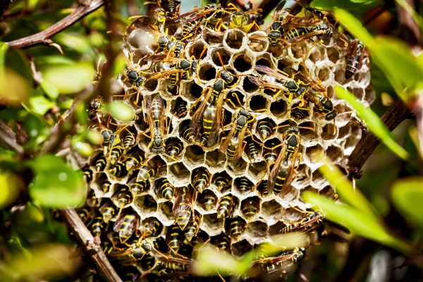 European Hornet Extermination
