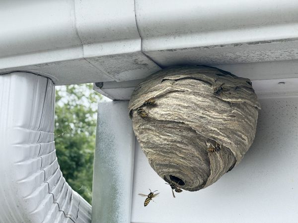 Baldfaced Hornet Extermination