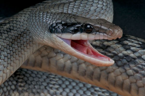 Rat Snake Control
