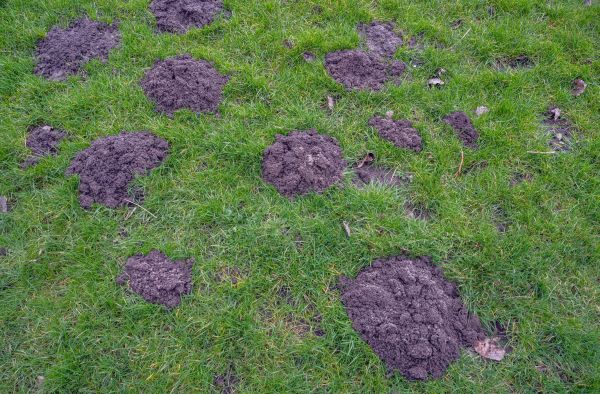 Groundhog Damage Repair