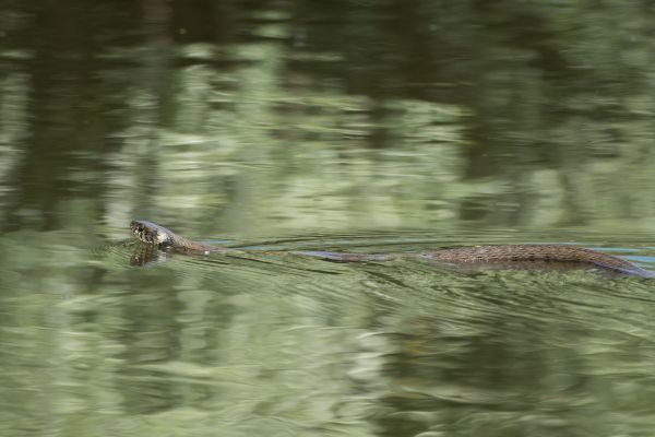 Copperhead Removal