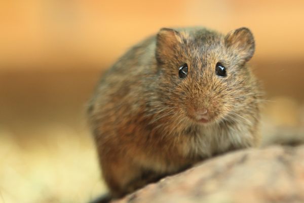 Animal Trapping Service