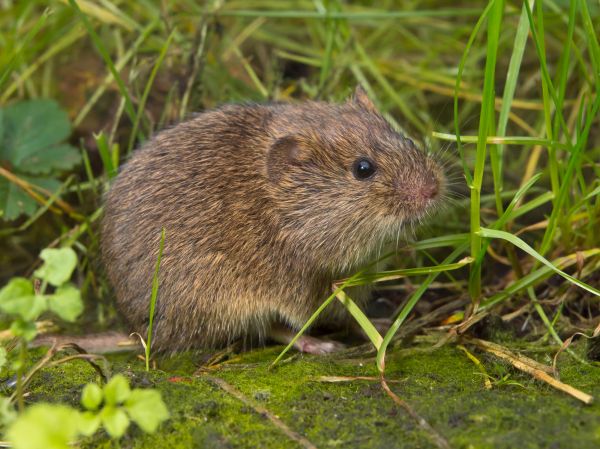 Rodent Control Service
