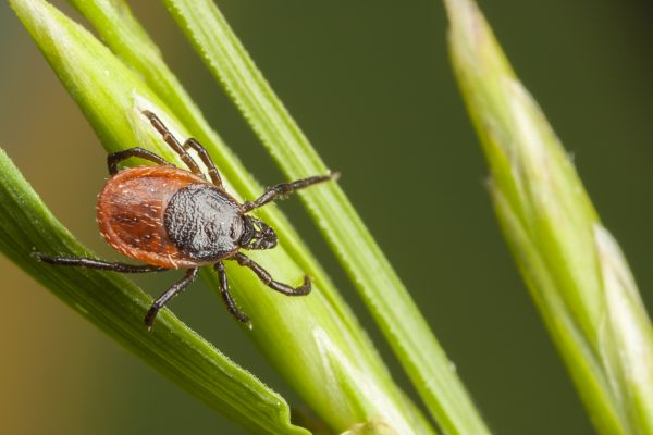 Flea Fumigation
