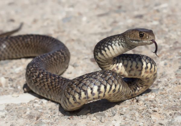 Copperhead Removal