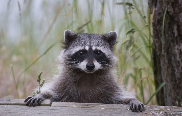 Attic Animal Removal