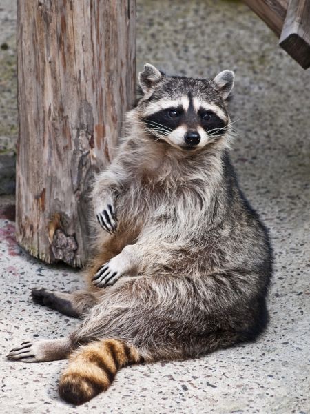 Small Animal Removal