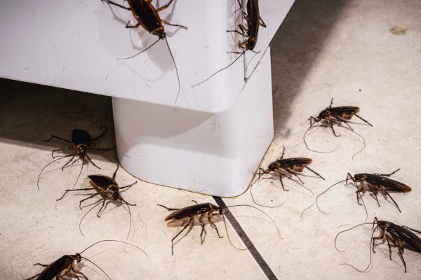 Cockroach Elimination