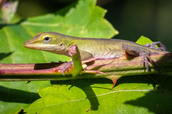 Reptile Control