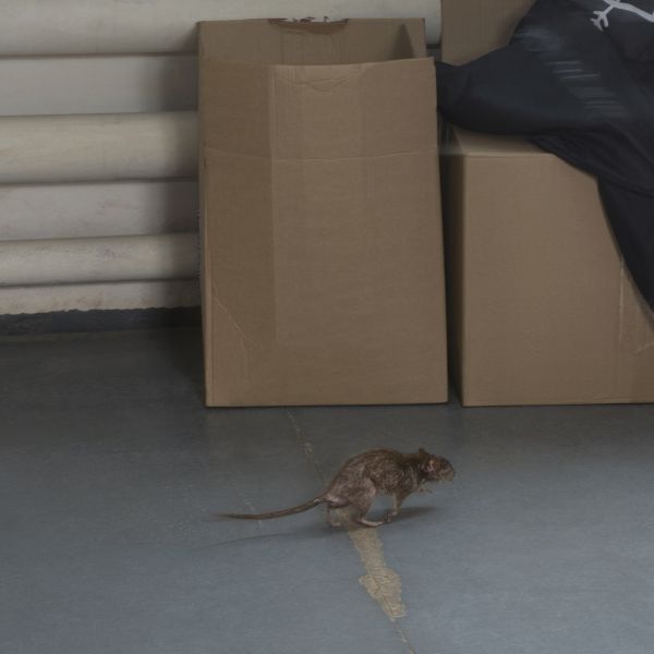 Rodent Abatement Service