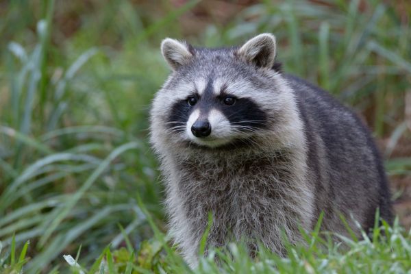 Raccoon Trapping
