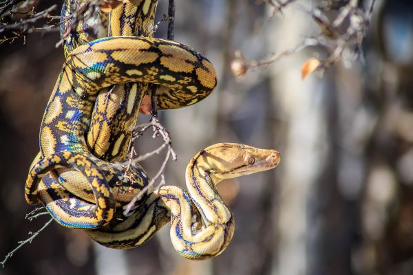 Python Removal