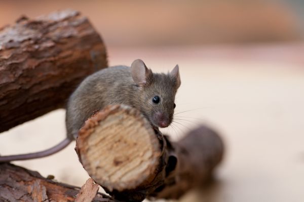 Mouse Control Service