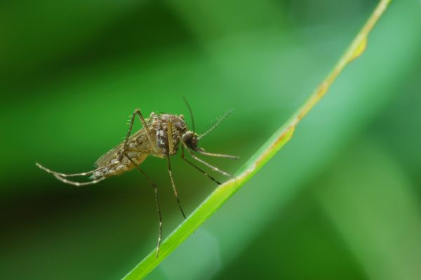 Mosquitoes Pest Control