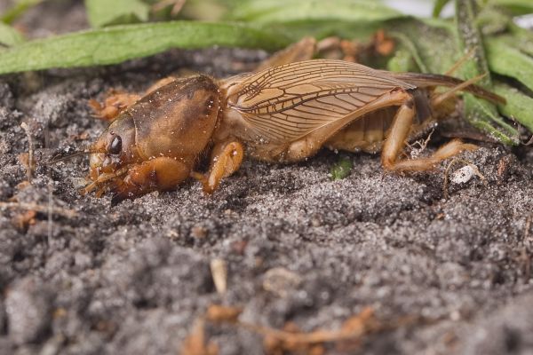 Bug Control Service