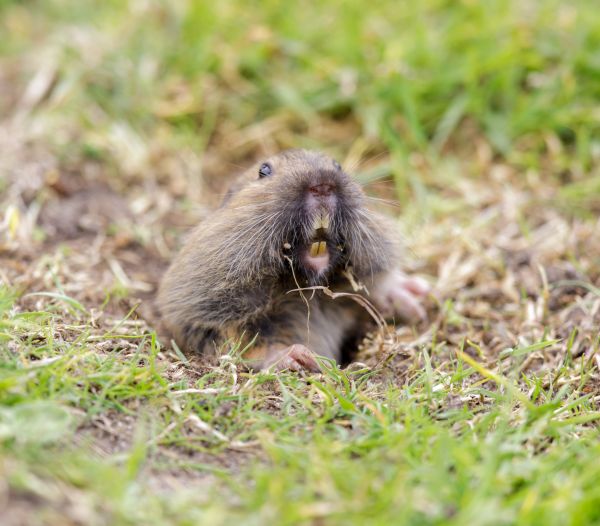 Gopher Eradication