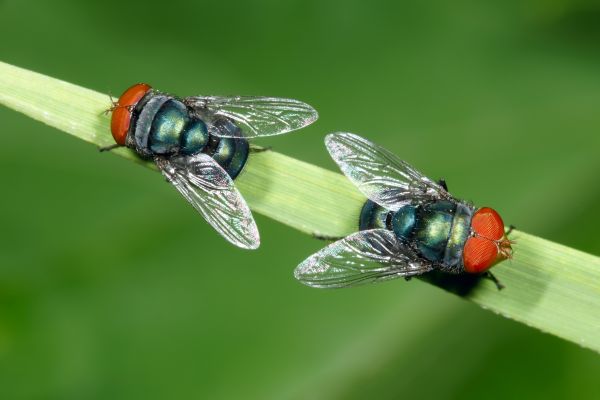 Flies Pest Control