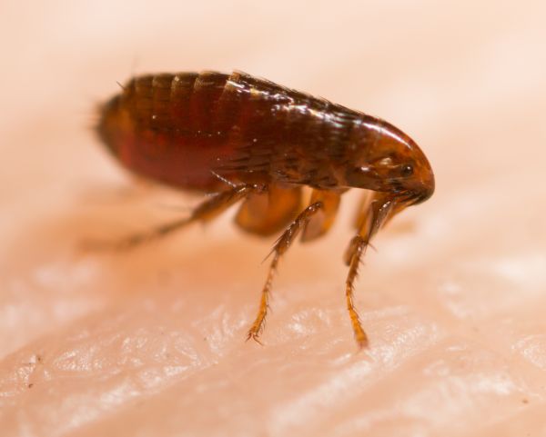 Commercial Flea Treatment